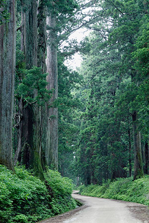 image : Cedar Avenue of Nikko