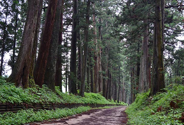 写真：日光杉並木