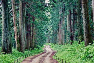 写真：日光街道杉並木路